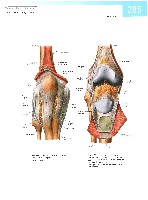 Sobotta  Atlas of Human Anatomy  Trunk, Viscera,Lower Limb Volume2 2006, page 292